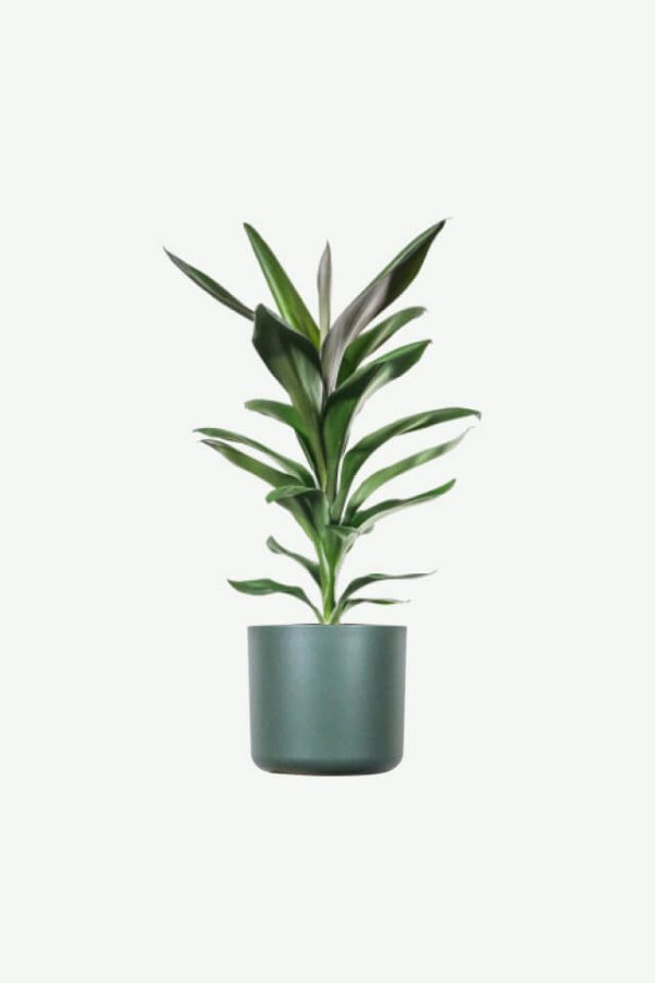 Dracaena Lisa